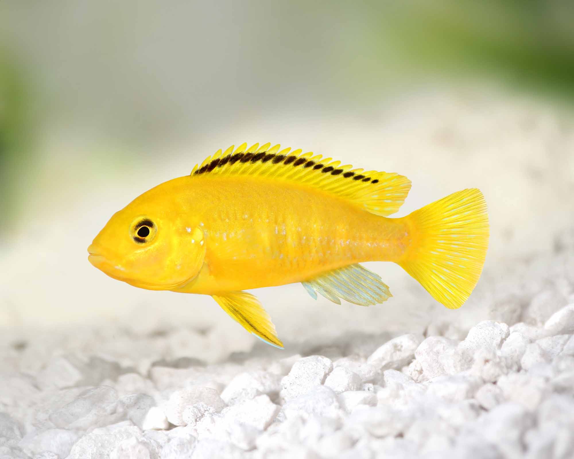Yellow Labidochromis (Labidochromis caeruleus)